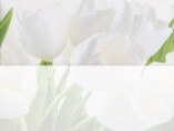 Tulip 1W верх