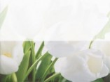 Tulip 2W низ